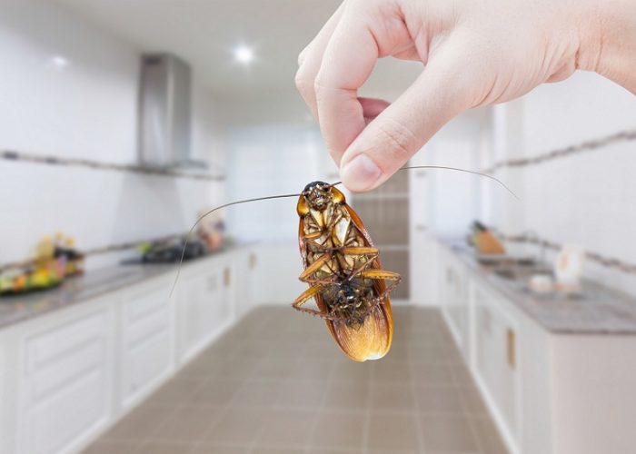 Уничтожение тараканов в Москве