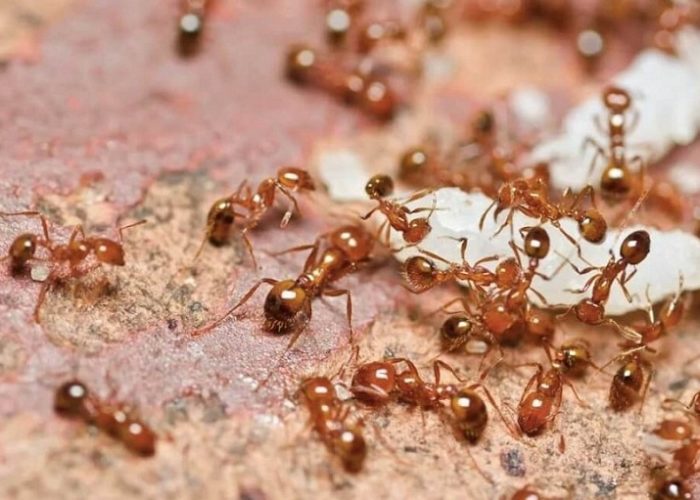Уничтожение муравьев в Москве и области